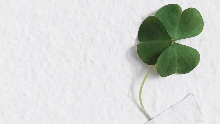 电脑壁纸 花卉 植物 希望四叶草带来好运的图片