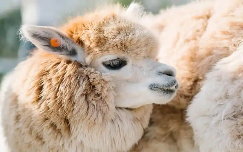 可爱羊驼草泥马高清桌面壁纸图片-动物壁纸-壁纸下载-美桌网