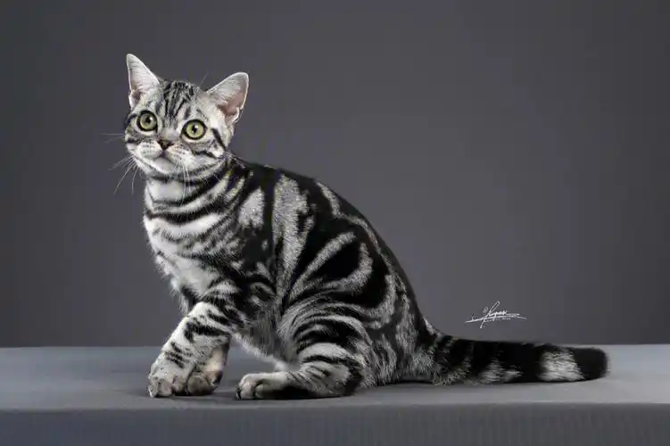 关于美国短毛猫尴尬期问题