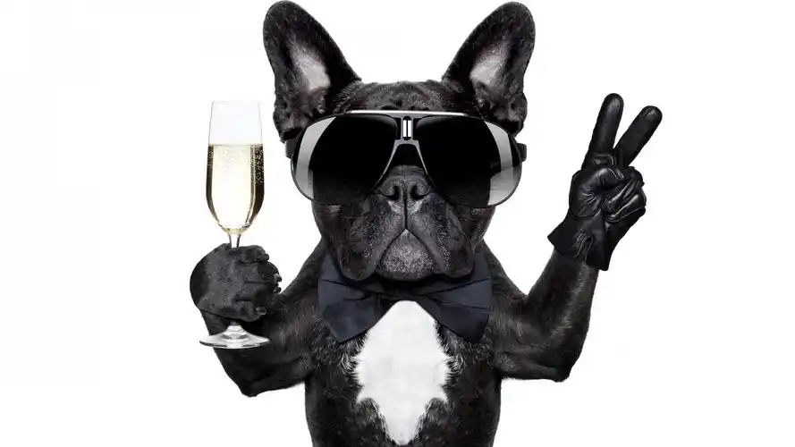 电脑壁纸 动物 单身狗的幽默