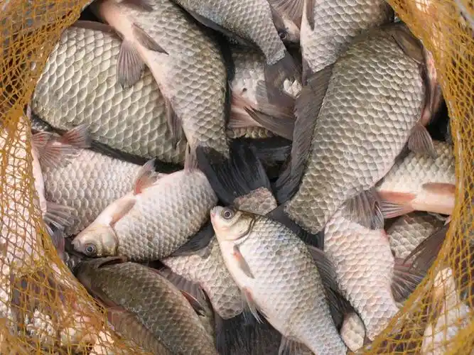 马厂水产供应新鲜正宗野生鲫鱼