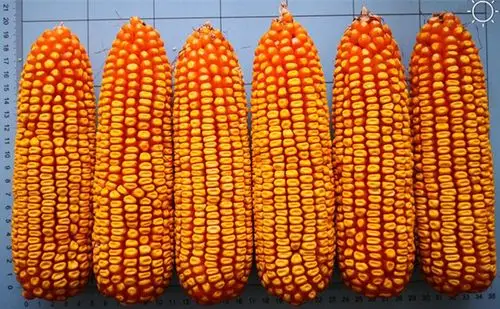 其它 硕育173(矮墩236) 写美篇栽培技术 黄淮海夏播玉米区均可种植