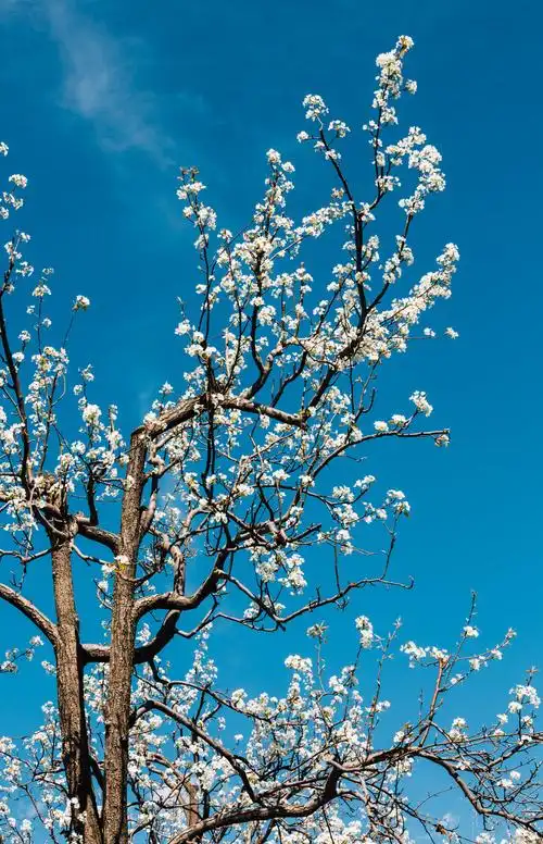 金川春风梨花醉