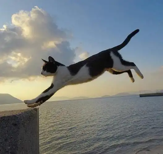 腾空而起的猫,太帅了