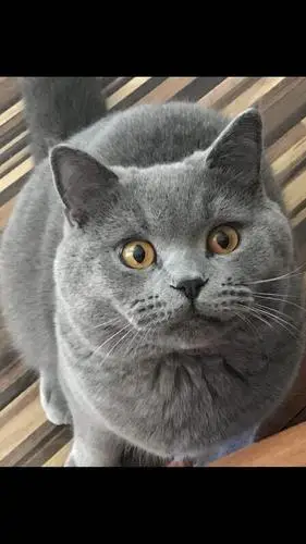 【北京】纯种英国短毛猫蓝猫 未来种公