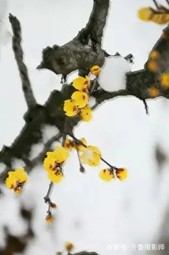 寒梅傲雪迎新春.