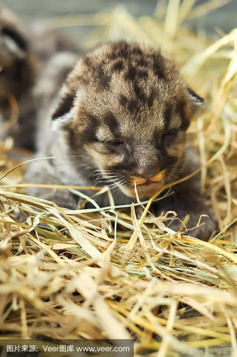 美洲狮幼崽
