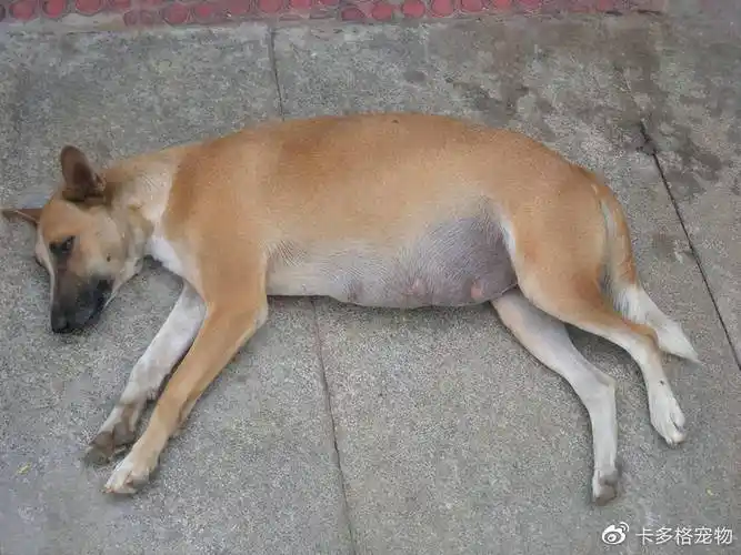 狗狗从怀孕到生产需要多长时间?