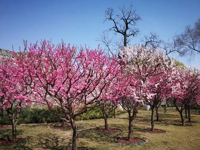 2020年3月20日, 21日去北京明长城遗址公园拍照梅花. - 美篇
