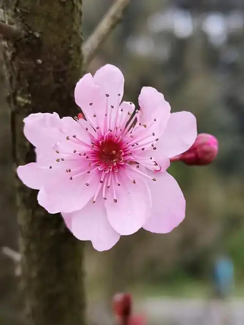 美人梅图片之二