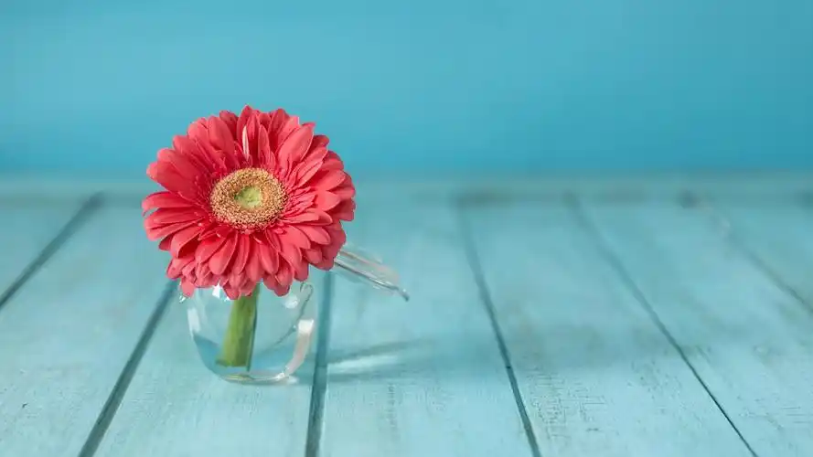 壁纸 粉红色的非洲菊花,玻璃花瓶 3840x2160 uhd 4k 高清壁纸, 图片