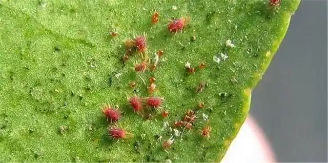 月季到了红蜘蛛晚期,还有救吗?2步操作,半个月根治!