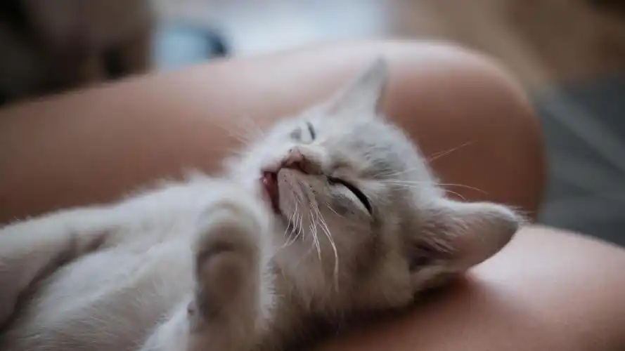 小可爱正在睡觉,高清图片,动物壁纸-回车桌面