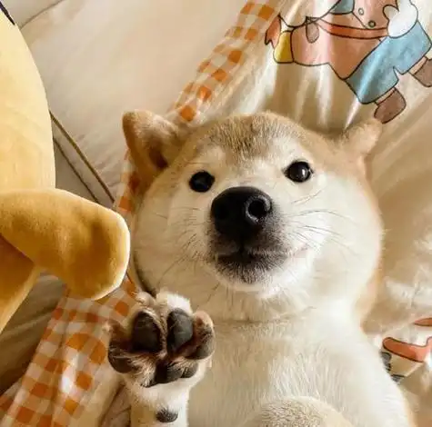 沙雕狗子头像四人