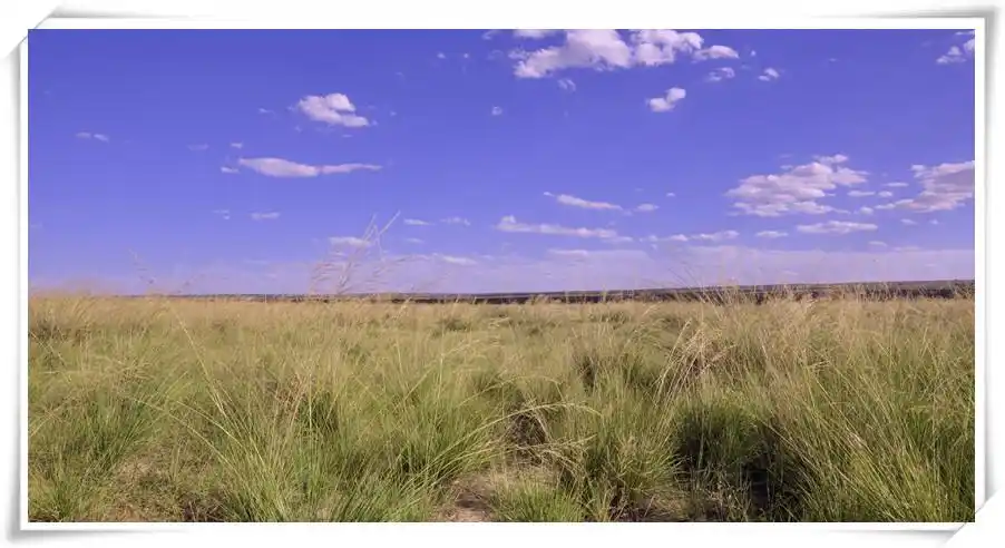 盐池县半荒漠草原政府管理政策历史变迁