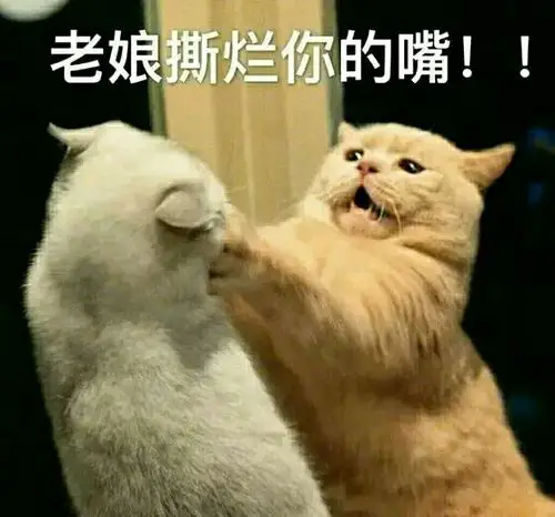 萌宠逗比搞笑聊天表情包图片