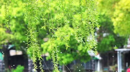 气象与生活:柳絮漫天飞的日子