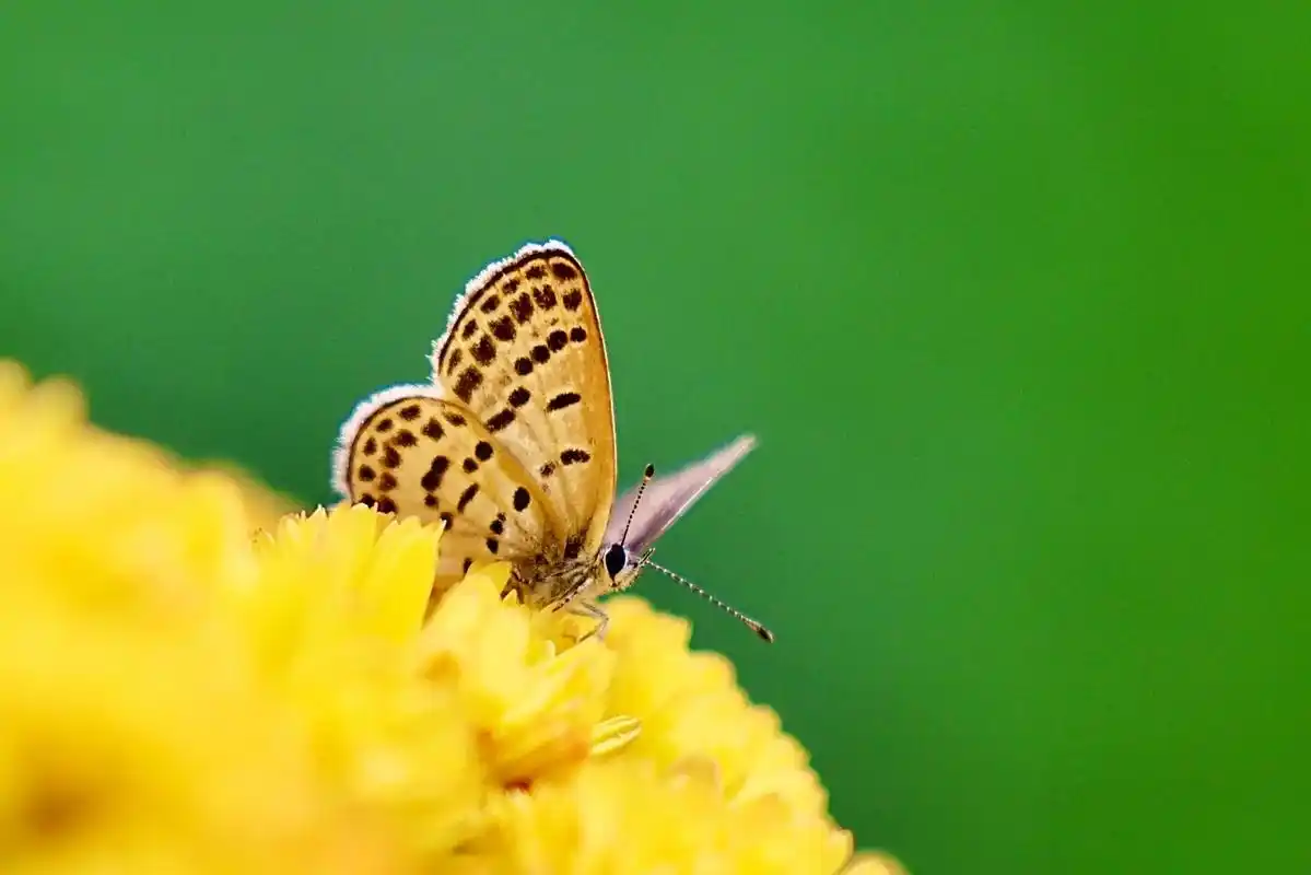 蝶恋花·花引蝶.#你若盛开蝴蝶自来 #可爱小精灵 #我用摄影 - 抖音