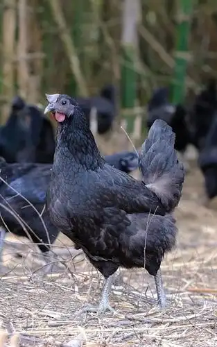 它就是大名鼎鼎的五黑鸡,五黑鸡又名明代黑毛乌骨鸡,是我