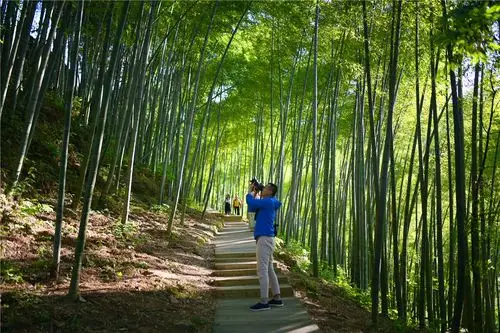 《卧虎藏龙》为何在此取景?木坑竹海绝美景色令人神往_竹林