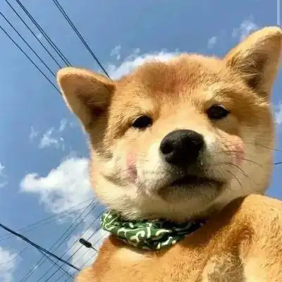 用了一辈子都不换的超萌狗狗头像