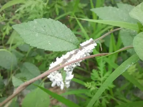 花鸟鱼虫我来帮他解答 满意回答  2012-08-14 13:31 榆凤蛾的幼虫