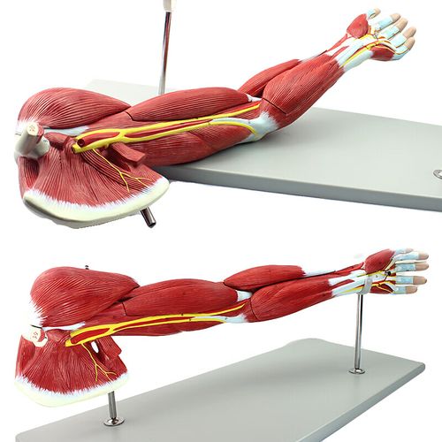 医学人体上肢肌肉解剖模型i神经血管动静脉结构手臂盛和爱众 学医学