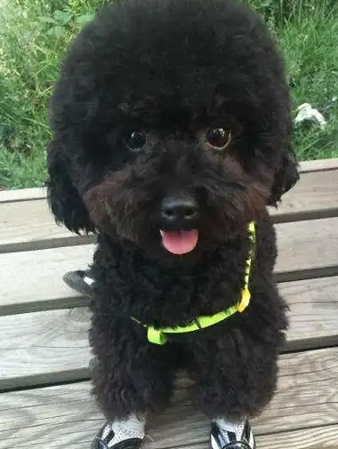 想养泰迪犬?劝你养黑色的,这5点养过的人都说好!