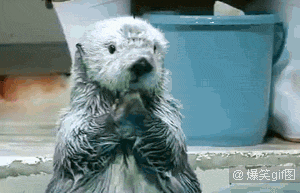 啊啊啊啊啊也太可爱了吧,一只拍手鼓掌的海獭宝宝,3.