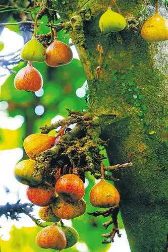 百花岭中觅菩提_菩提树