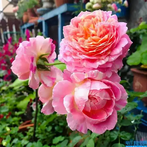 夏天十种最美的花(好养易开花的十种夏日花)