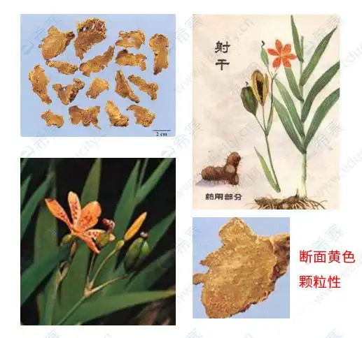 执业中药师考试知识点之射干