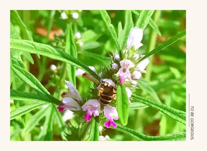 【秒懂中草药】游人不管春将老,来往亭前踏落花——益母草篇(副本) -