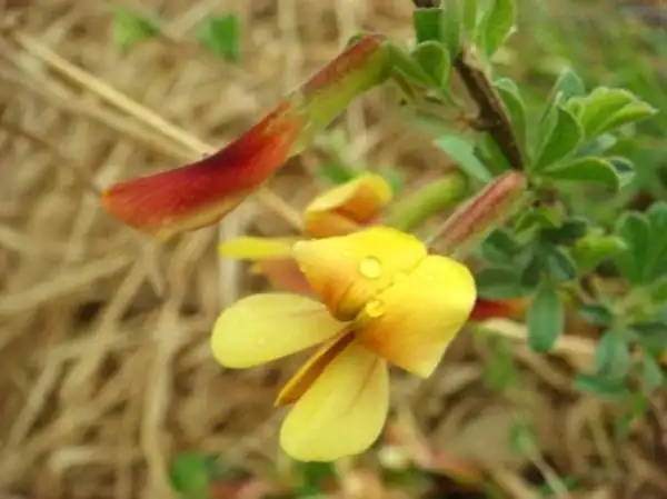 锦鸡儿有哪些功能和作用?这些你一定还不知道!