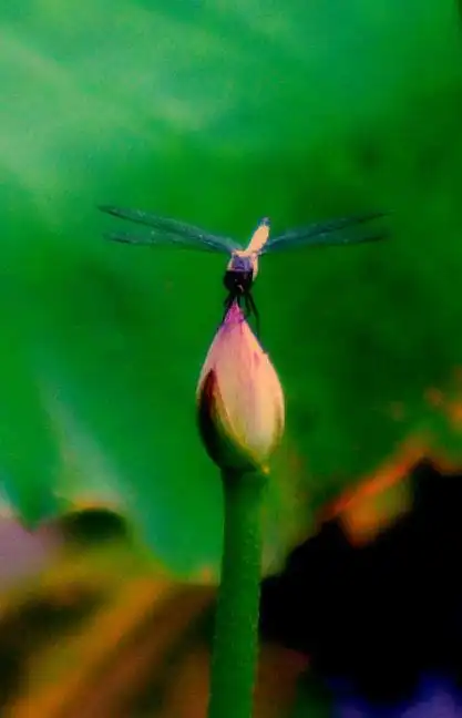 小荷才露尖尖角 早有蜻蜓立上头