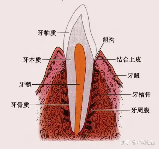 我是一名大专学历的口腔医学生目前正在实习明年就要毕
