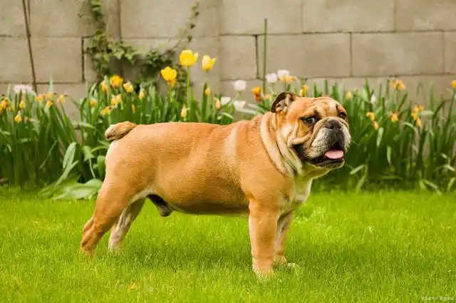 72种名犬图片及名字