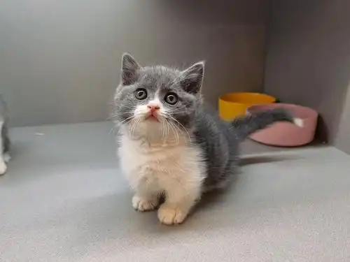 美短蓝白乳白都有价钱美丽还有100天大包冲