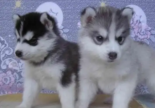 朋友高价买到哈士奇,转身却想把它卖掉,看到它的姿势后明白了