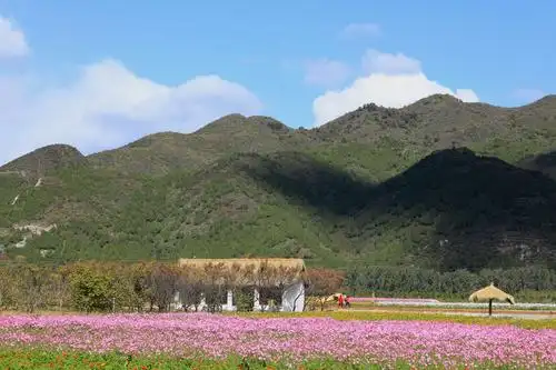 秋游怀柔圣泉山千亩花海