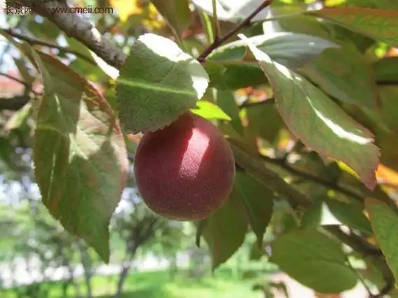 美人梅与紫叶李的区别图文详解