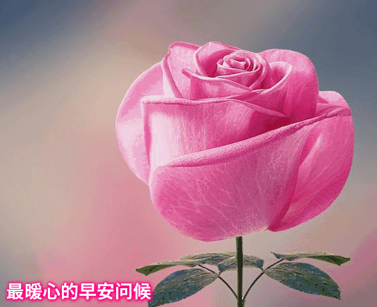 2019猪年最新版早上好漂亮动态祝福图片,微信很赞的早上动画图片