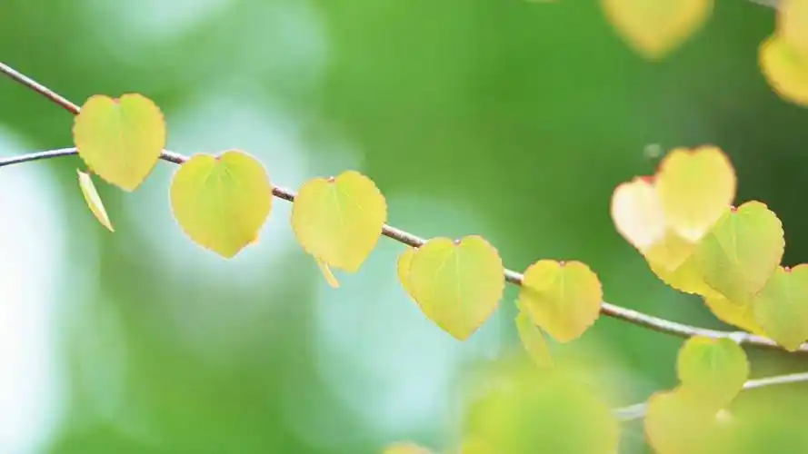 快手机器粉代刷,快手刷赞平台网站便宜,抖音24小时自助刷业务低价