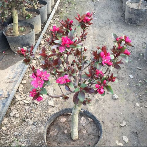 北美海棠树苗盆景 彩色盆景 红花白花盆景苗 海棠东红果矮桩盆景