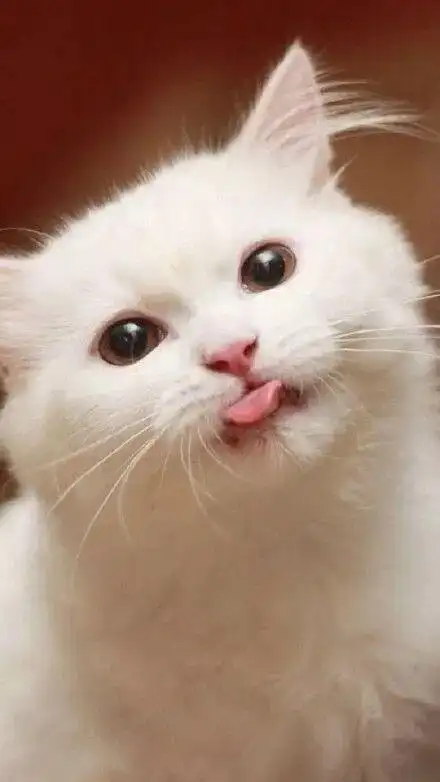 分享一波喜欢吐舌头的猫咪,你们的喵又来卖萌了