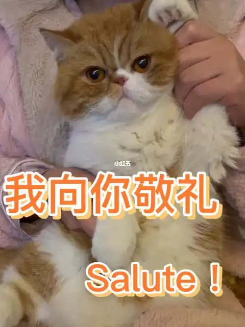明明白白修猫咪salute