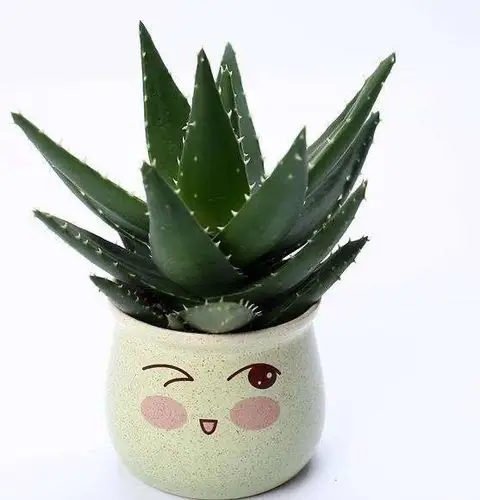 你的芦荟,还好吗?