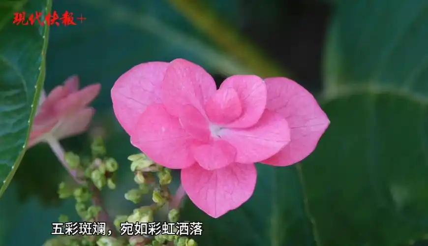 "520"将至,绣球花海带你进入彩虹般的浪漫