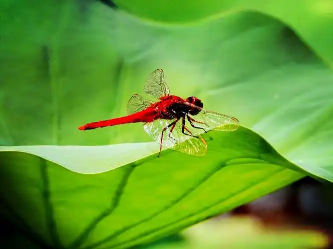 其它 荷中的小蜻蜓 写美篇雨过天晴,涨满水的池塘上轻拢着一层淡淡的
