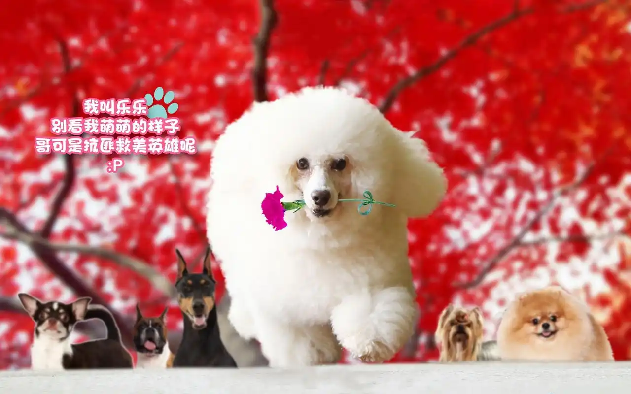 快乐到家壁纸大全